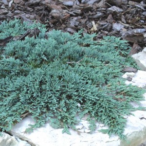 Kadagys gulsčiasis (Juniperus horizontalis) 'ICE BLUE'