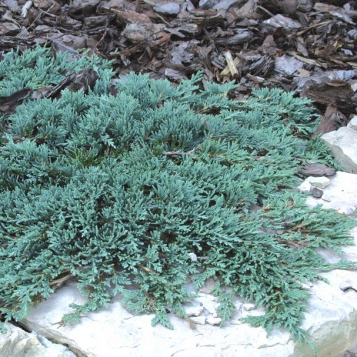 Kadagys gulsčiasis (Juniperus horizontalis) 'ICE BLUE'