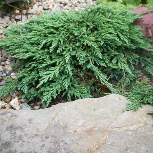 Kadagys gulsčiasis (Juniperus horizontalis) 'PANCAKE'