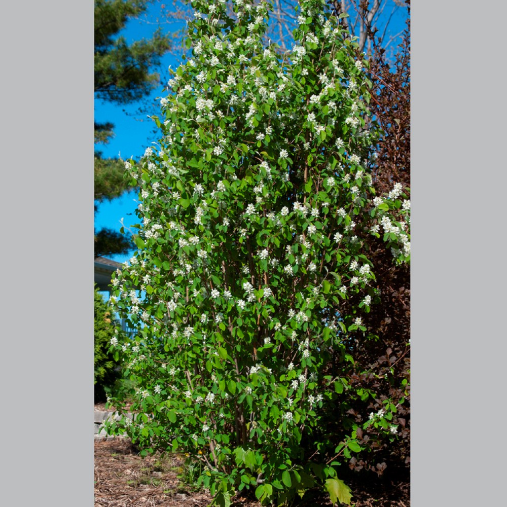 Medlieva alksnialapė (Amelanchier alnifolia) 'OBELISK'PBR