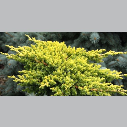 Kadagys šliaužiantysis (Juniperus procumbens) 'KIOSHIGIOMA'