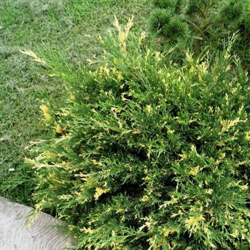 Kadagys kazokinis (Juniperus sabina) 'VARIEGATA'