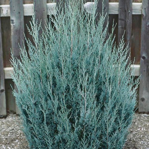 Kadagys uolinis (Juniperus scopulorum) 'MOFFAT BLUE'