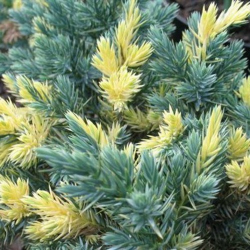 Kadagys žvynuotasis (Juniperus squamata) 'FLOREANT'