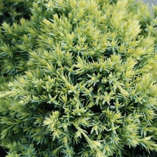 Kadagys žvynuotasis (Juniperus squamata) 'GOLD TIP'