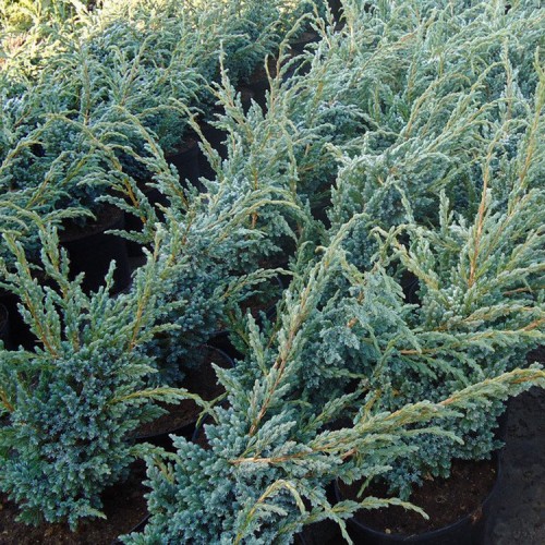 Kadagys žvynuotasis (Juniperus squamata) ‘MAYERI’ 