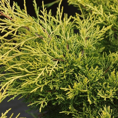 Kadagys tarpinis (Juniperus x pfitzeriana) 'BLOUND'