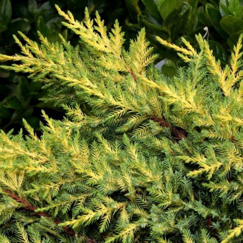 Kadagys tarpinis (Juniperus x pfitzeriana) 'DOUB'S FROSTED'