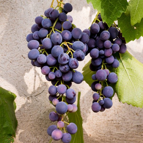 Vynuogė (Vitis vinifera) 'AGAT DONSKI'