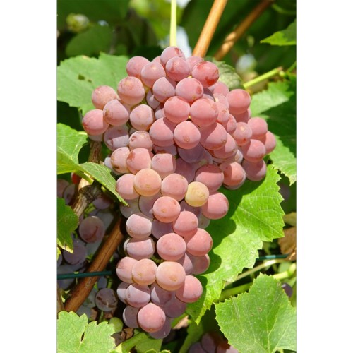 Vynuogė (Vitis vinifera) 'EINSET SEEDLESS'