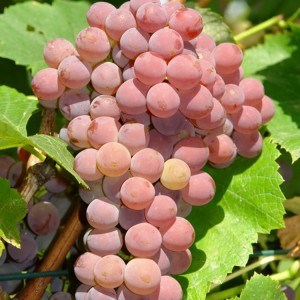 Vynuogė (Vitis vinifera) 'EINSET SEEDLESS'