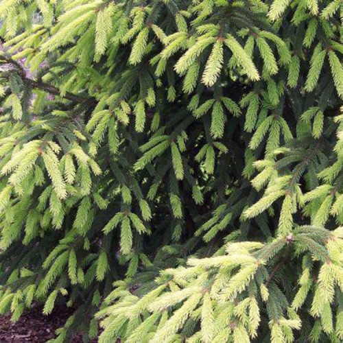 Eglė paprastoji (Picea abies) 'FINEDONENSIS'