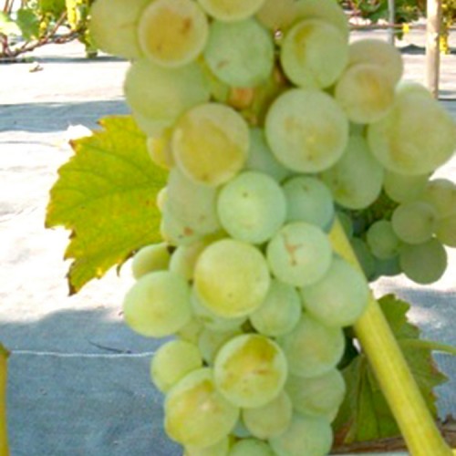 Vynuogė (Vitis vinifera) 'JUNIOR'