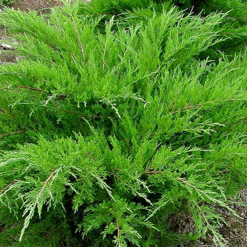 Kadagys tarpinis (Juniperus × pfitzeriana ) 'WILHELM PFITZER' 