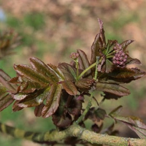 Šermukšnis (Sorbus gracilis)