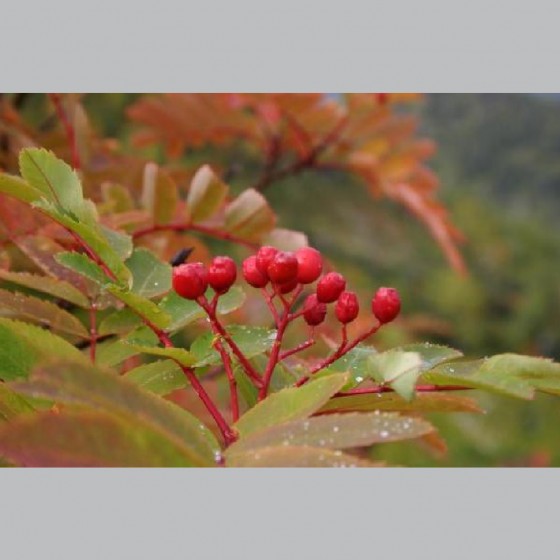 Šermukšnis (Sorbus gracilis)