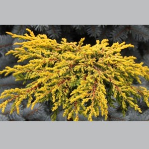 Kadagys paprastasis (Juniperus communis) 'GOLDSCHATZ'