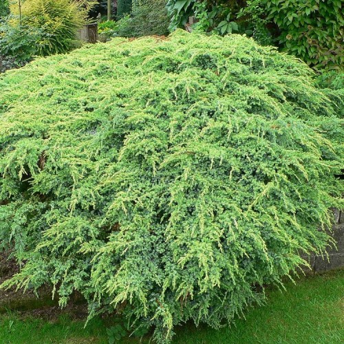 Kadagys žvynuotasis (Juniperus squamata) 'HOLGER'