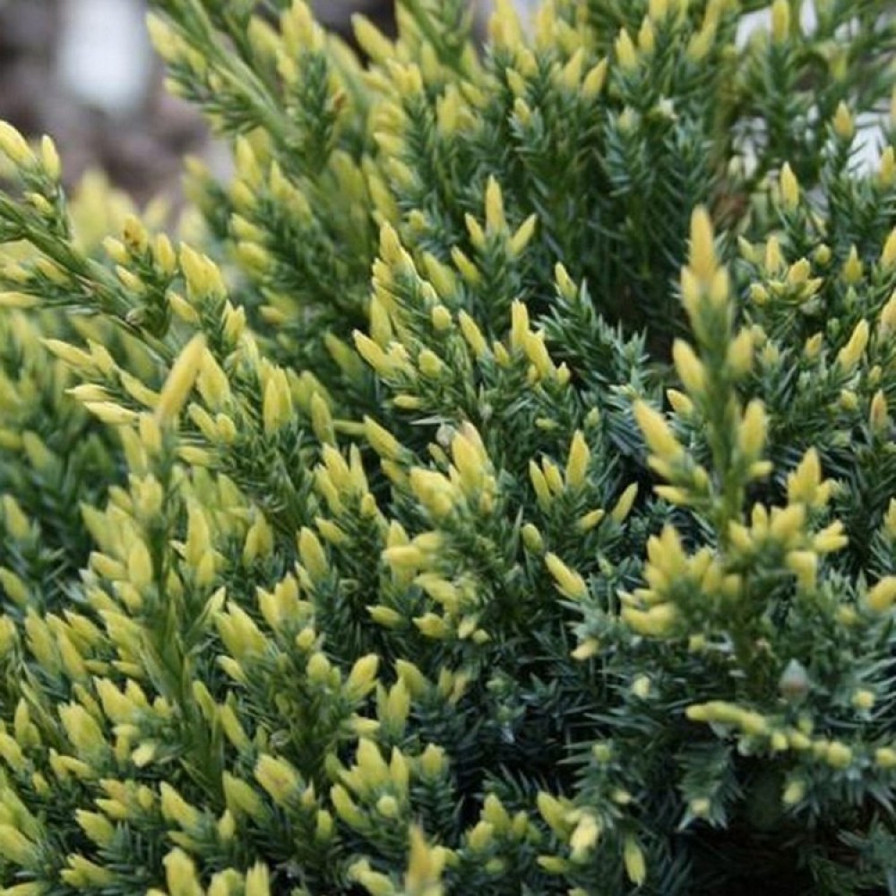 Kadagys žvynuotasis (Juniperus squamata) 'HOLGER'