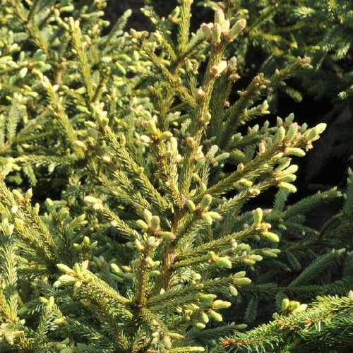 Eglė sibirinė (Picea obovata) 'SEMINSKAJA'