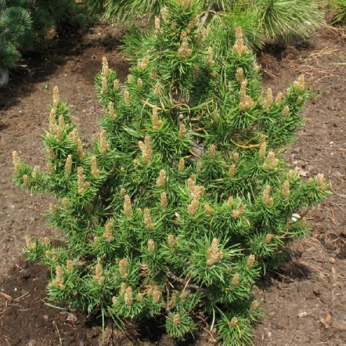 Pušis bankso (Pinus banksiana) 'STIAVNICA'