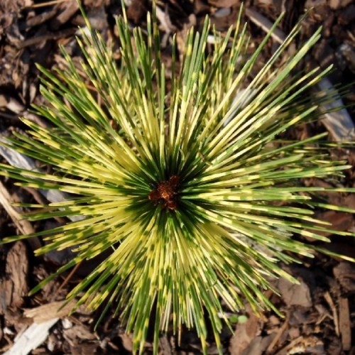 Pušis gausiažiedė (Pinus densiflora) 'RAINBOW'