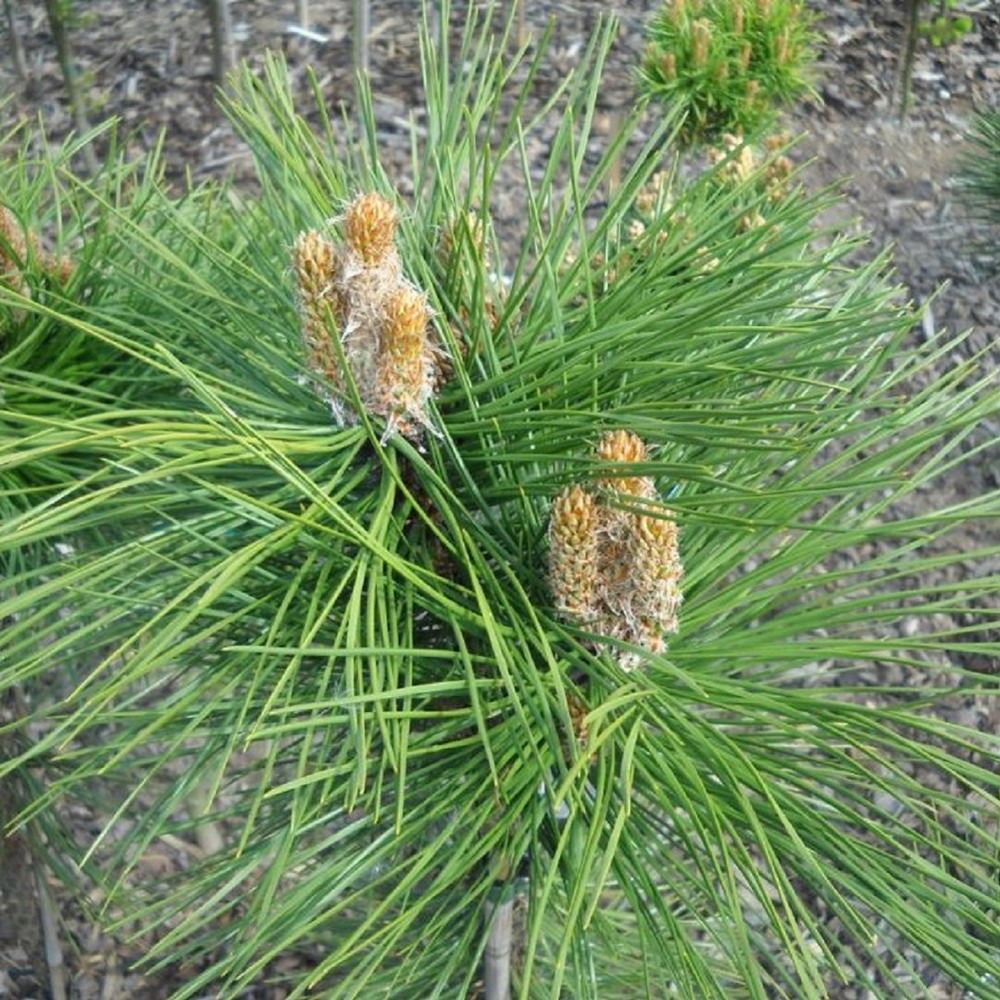 Pušis juodoji (Pinus nigra) 'RONDELLO'