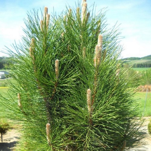 Pušis juodoji (Pinus nigra) 'RONDELLO'