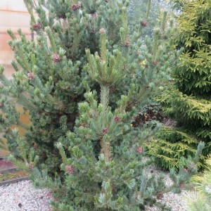 Pušis smulkiažiedė (Pinus parviflora) 'CHIKUZA GOTEN'