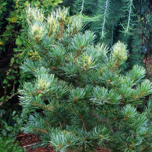 Pušis smulkiažiedė (Pinus parviflora) 'FUKAI'