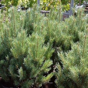 Pušis paprastoji (Pinus sylvestris) 'NANA ARGENTEA'