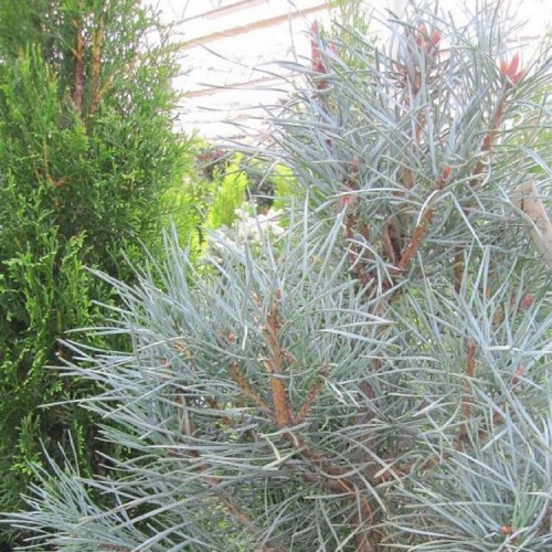 Pušis paprastoji (Pinus sylvestris) 'GLAUCA'