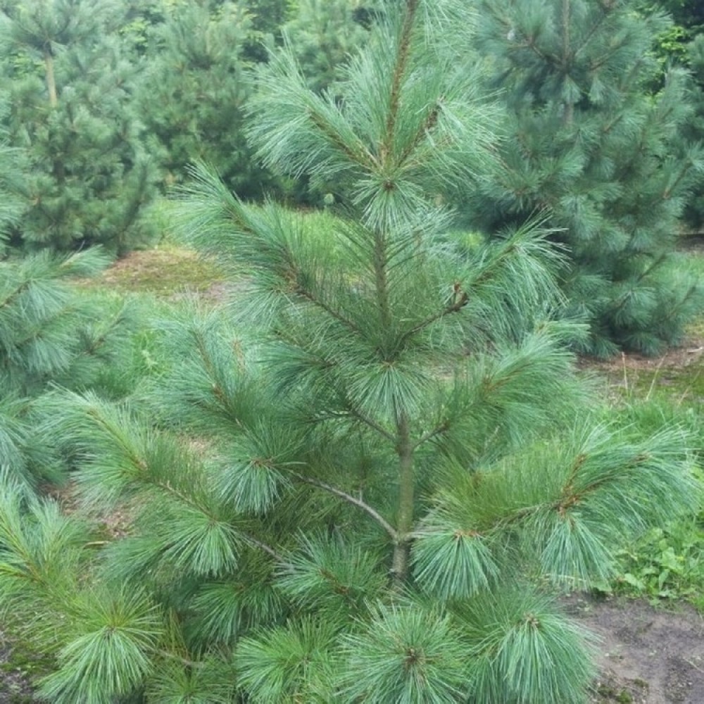 Pušis veimutinė (Pinus strobus) 