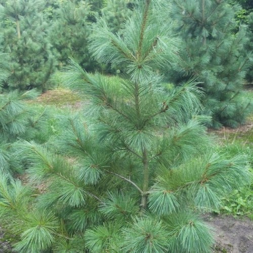 Pušis veimutinė  (Pinus strobus) 