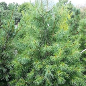 Pušis veimutinė (Pinus strobus) 