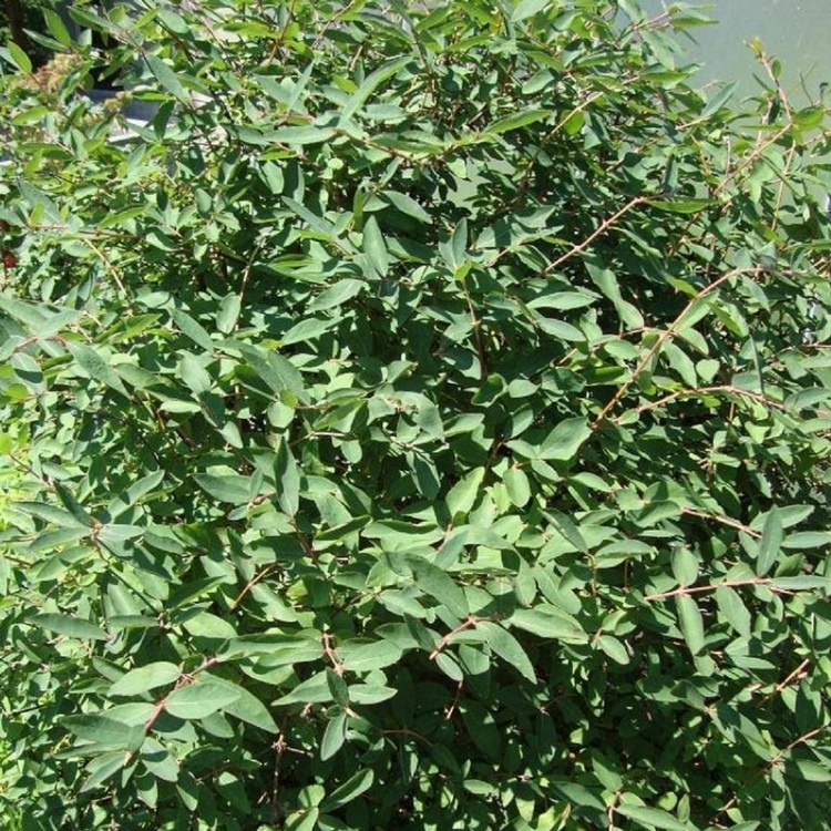 Sausmedis valgomasis (Lonicera caerulea) 'ALTAJ'