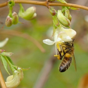 Sausmedis valgomasis (Lonicera caerulea) 'HONEY BEE'