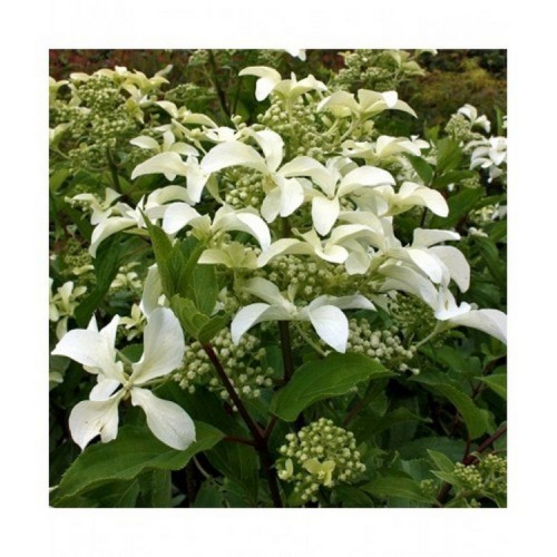 Hortenzija šluotelinė (Hydrangea paniculata) 'GREAT STAR'®