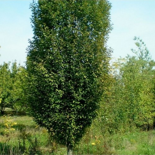 Skroblas paprastasis (Carpinus betulus) 'COLUMNARE'