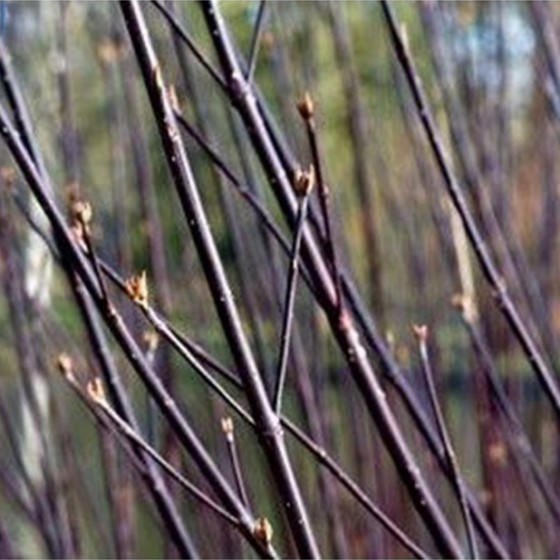 Sedula baltoji (Cornus alba) 'KESSELRINGII'