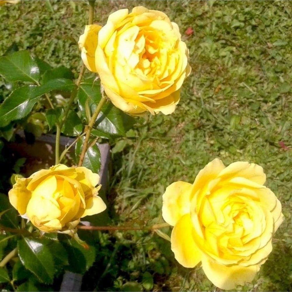 Rožė 'MARSELISBORG CASTLE'