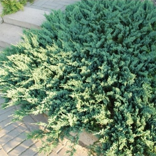 Kadagys gulsčiasis (Juniperus horizontalis) 'BLUE CHIP' 
