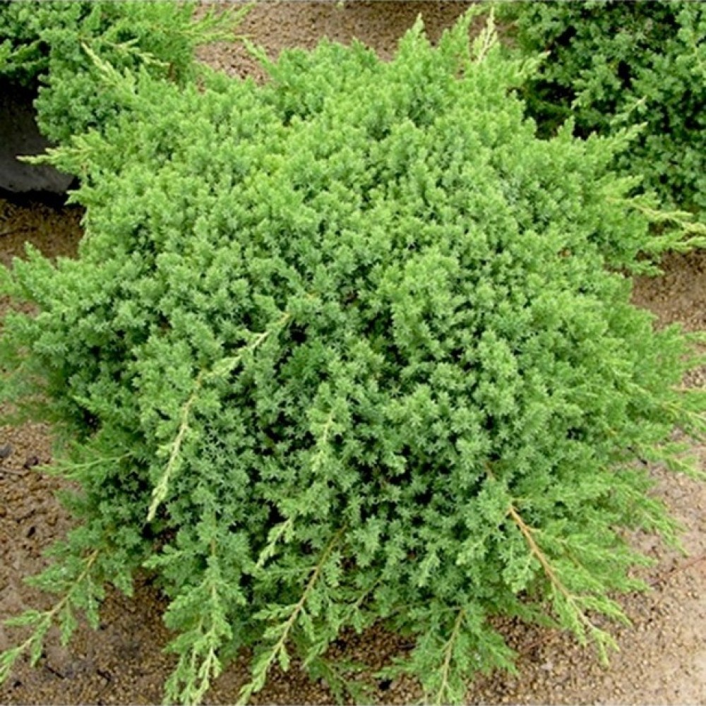 Kadagys šliaužiantysis (Juniperus procumbens) 'NANA'