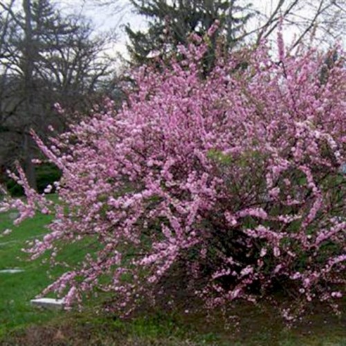 Vyšnia liaukingoji (Prunus glandulosa) 'ROSEA PLENA'