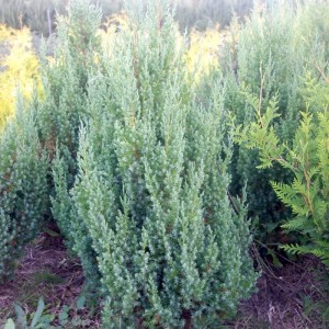 Kadagys kininis (Juniperus chinensis) 'STRICTA'