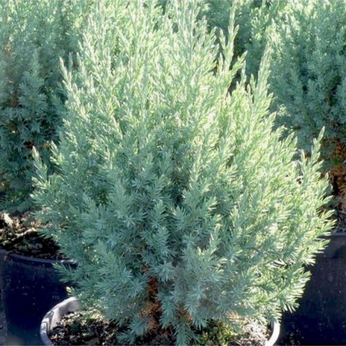 Kadagys kininis (Juniperus chinensis) 'STRICTA'