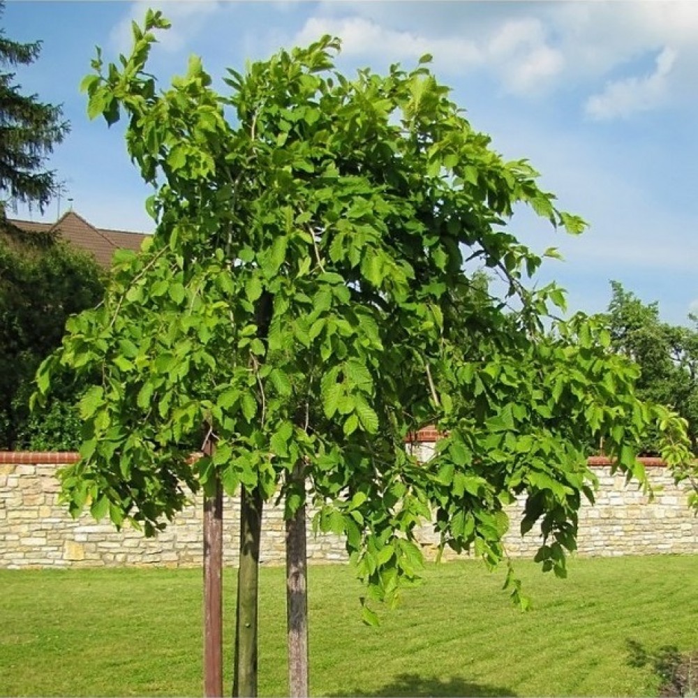 Skroblas paprastasis (Carpinus betulus) 'PENDULA'