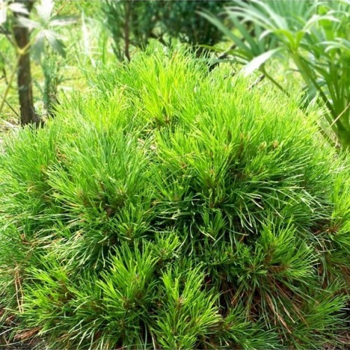 Pušis kalninė (Pinus mugo) 'VARELLA'