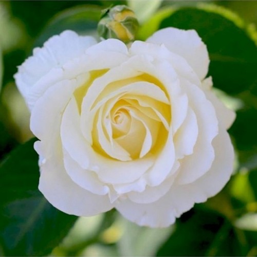 Rožė 'CHOPIN'