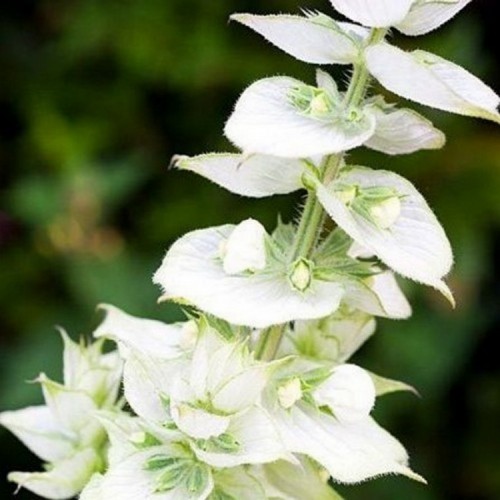 Šalavijas kvapusis (Salvia sclarea) 'VATICAN WHITE'